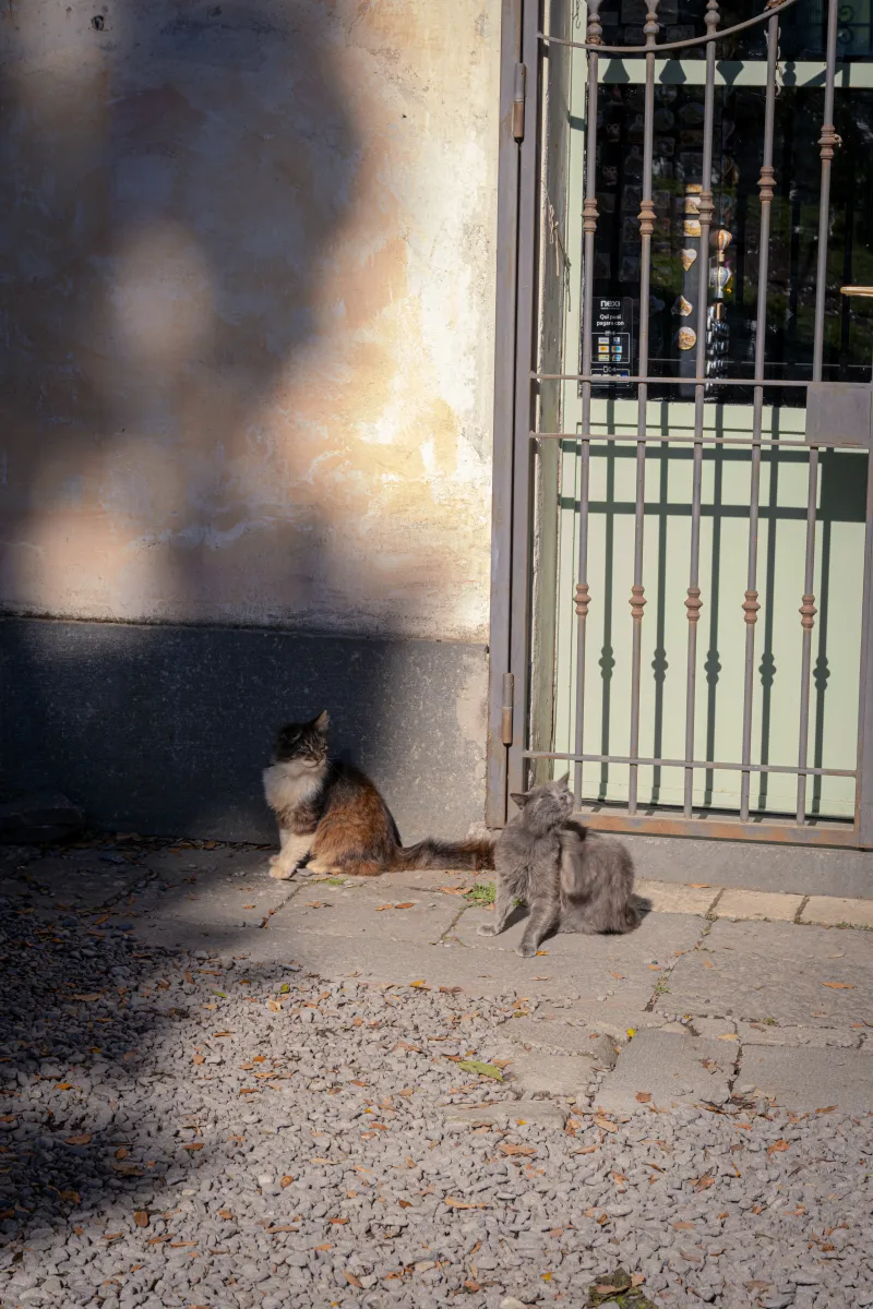 Cats